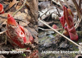 Japanese Knotweed