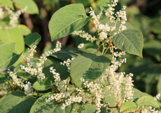 Japanese Knotweed