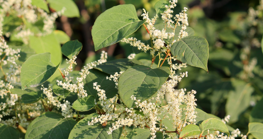 Japanese Knotweed